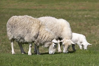 Three sheep stand in a green pasture and eat grass