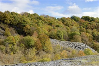 View over slate heaps with autumnal deciduous trees, blue cloudy sky, Eastern Eifel,