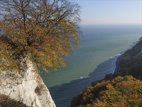 A single tree with autumn leaves on a cliff, in the background the sea and wooded hills under a