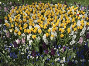 Large flower bed with yellow tulips, white and purple hyacinths, on a green meadow, many colourful,