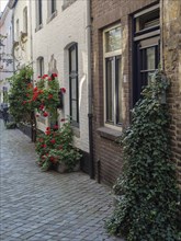 A quiet alley with cobblestones and houses lined with plants and climbing vines, Maastricht,