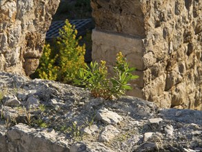 A green plant grows between old stone ruins, illuminated by the sun, the old town of Dubrovnik with