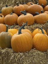 Orange pumpkins lying on stacked hay, in an autumnal atmosphere, many colourful pumpkins for