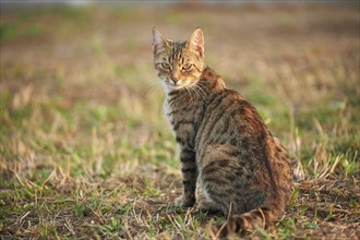 Close-up of a domestic cat (Felis catus or Felis silvestris catus) on a meadow in late summer