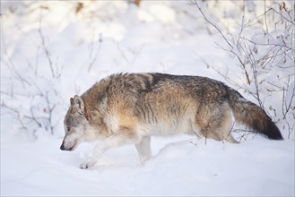 Eurasian wolf (Canis lupus lupus) in a snowy winter day, Bavarian Forest National Park, Germany,
