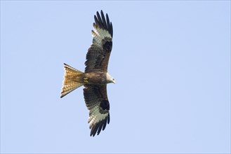 A red kite (Milvus milvus) flies with outstretched wings against a blue sky, Hesse, Germany, Europe