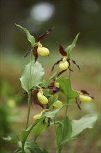 Close-up of lady's-slipper orchid (Cypripedium calceolus) blossom in a forest in early summer