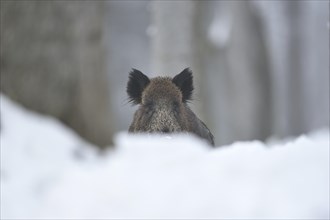 Close-up of a wild boar (sus scrofa) in winter, Bavarian Forest National Park, Germany, Europe