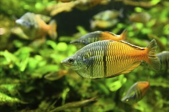 Close-up of Boeseman's rainbowfish (Melanotaenia boesemani) in an aquarium