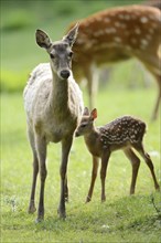 Close-up of a sika deer (Cervus nippon) mother with her fawn on a meadow in spring