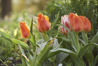 Close-up of garden tulip (Tulipa spec.) blossoms in spring