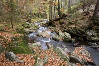 Detail of a little River in autumn in the bavarian forest, Bavaria, Germany, Europe