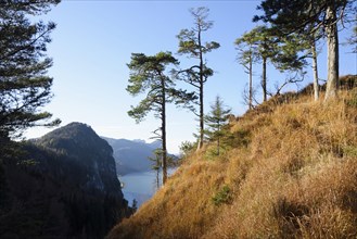 Landscape of Scots pine (Pinus sylvestris L.) trees growing on a mountain near lake Mondsee in