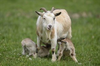 Close-up of domestic goat (Capra aegagrus hircus) mither with her kids on a meadow in spring