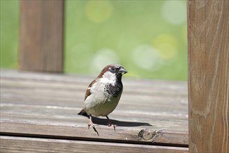 House sparrow (Passer domesticus), male, sitting, wooden bench, close-up of male sparrow sitting on