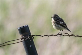 YOUNG BLACK CHAT (Saxicola rubecula) Emsland, Lower Saxony, Germany, Europe