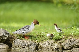 Close-up of a common merganser goosander (Mergus merganser) mother with her chicks at the water