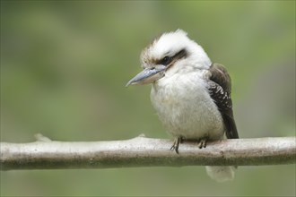 Close-up of a Laughing Kookaburra (Dacelo novaeguineae)