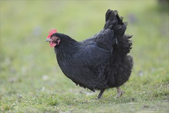 Close-up of a chicken on a meadow in spring