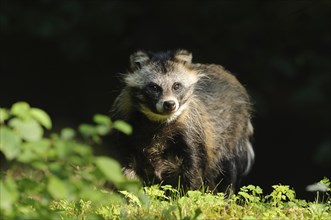 Raccoon dog (Nyctereutes procyonoides) in a natural vegetation, captive