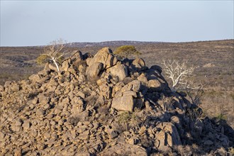 Leafless trees growing on a rocky barren hill, tree with white bark, Hobatere Concession, Namibia,