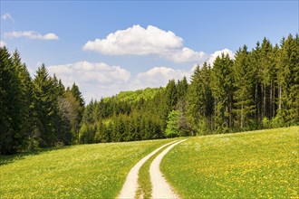 Path through spring meadow, common dandelion (Taraxacum officinale), forest, blue cloudy sky,