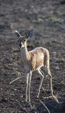 Steenbok (Raphicerus campestris), adult female, Kruger National Park, South Africa, Africa