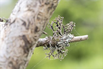 Tree moss (Pseudevernia furfuracea), dark underside of the lichen also known as tree moss, Harz