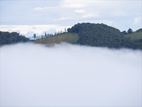Vineyard rising out of the morning fog, near Leibnitz, Styria, Austria, Europe