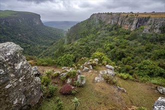 View of the Graskop Gorge with dense forest from the plateau, Panorama Chalets and Rest Camp,