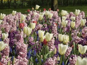 Flower bed with white, pink and purple hyacinths and tulips next to a large tree in spring, many