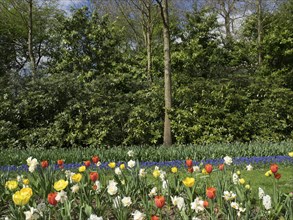 A garden with colourful tulips, surrounded by large green trees. Spring scene, many colourful,