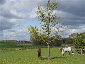 Two horses graze peacefully on a green meadow under a tree, the sky is cloudy, horses and foals on
