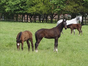 Two foals and a white horse stand on a green meadow, surrounded by trees, horses and foals on a