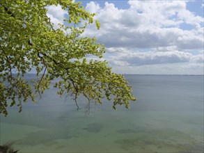View of the open sea under a partly cloudy sky, Green trees on a Baltic Sea beach with clear water,