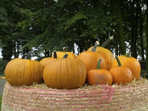 Several orange pumpkins lying on a bundle of straw with a forest in the background, many colourful