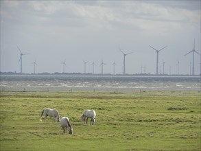Three white horses grazing on a large meadow with windmills and the sea in the background,
