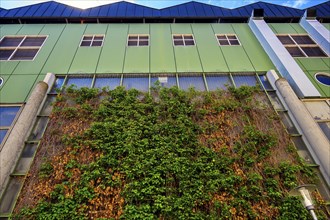 Green facade, Kempten, Allgaeu, Bavaria, Germany, Europe