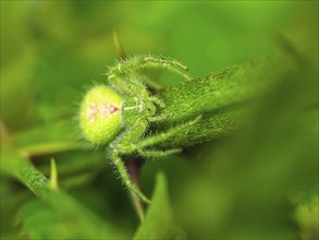 Crab Spider, Heriaeus hirtus, Green Crab Spider, Albania, Europe