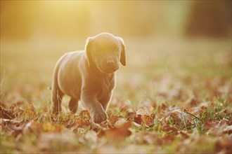 Labrador Retriever puppie on a meadow in autumn, Germany, Europe