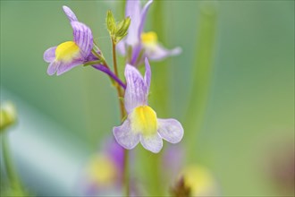 Macro photograph of a purple-yellow flower against a blurred green background, Moroccan toadflax