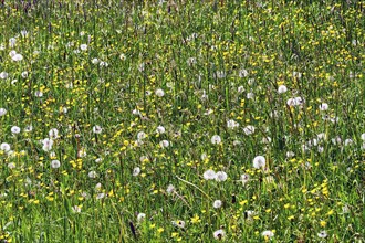 Meadow with common dandelion (Taraxacum sect. Ruderalia) and ranunculus auricomus (Ranunculus