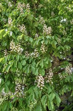 Spring, blossoms of the common horse-chestnut (Aesculus hippocastanum), Allgaeu, Bavaria, Germany,