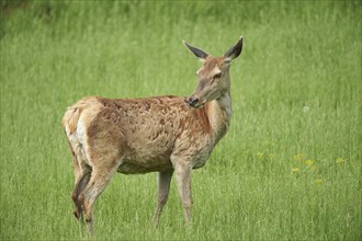 Red deer (Cervus elaphus) female on a meadow in spring