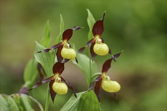 Close-up of lady's-slipper orchid (Cypripedium calceolus) blossom in a forest in early summer