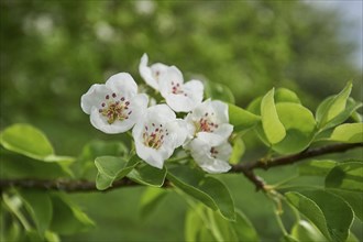 Close-up of peach (Prunus persica) blossoms in spring