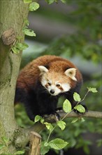 Close-up of Red panda (Ailurus fulgens) in boughs in summer