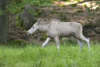 Close-up of a Eurasian elk (Alces alces) in a forest in early summer, Bavarian Forest National