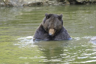 European brown bear (Ursus arctos arctos) taking a bath in a little pond in spring, Bavarian Forest