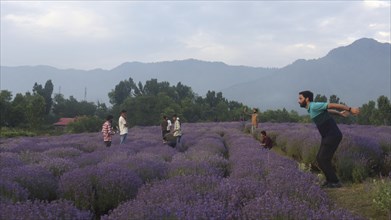 People enjoying a lavender field with mountains in the background